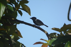 Sakesphorus canadensis