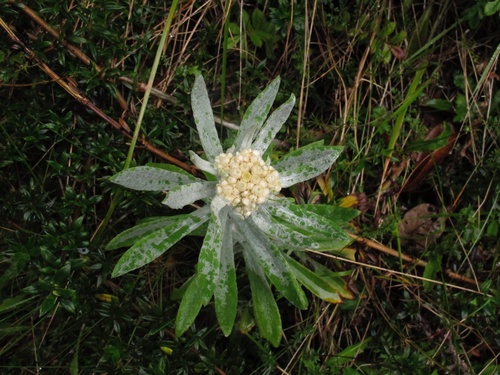 Anaphalis hellwigii observed 2011-12-05