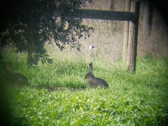 Lepus californicus