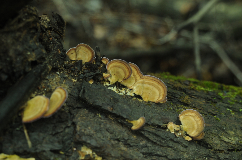 Trichaptum biforme · February 2026 · photo: © merkertgrace (iNaturalist, cc-by)