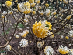 Edgeworthia