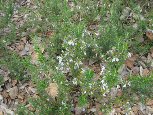 Salvia rosmarinus