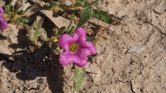 Nama hispida spathulata