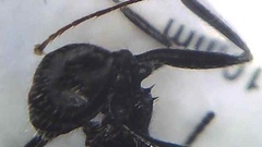 Aphaenogaster senilis