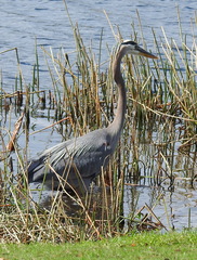 Ardea herodias