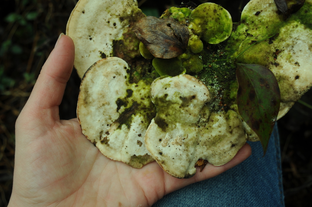 Trametes gibbosa · February 2026 · photo: © merkertgrace (iNaturalist, cc-by)