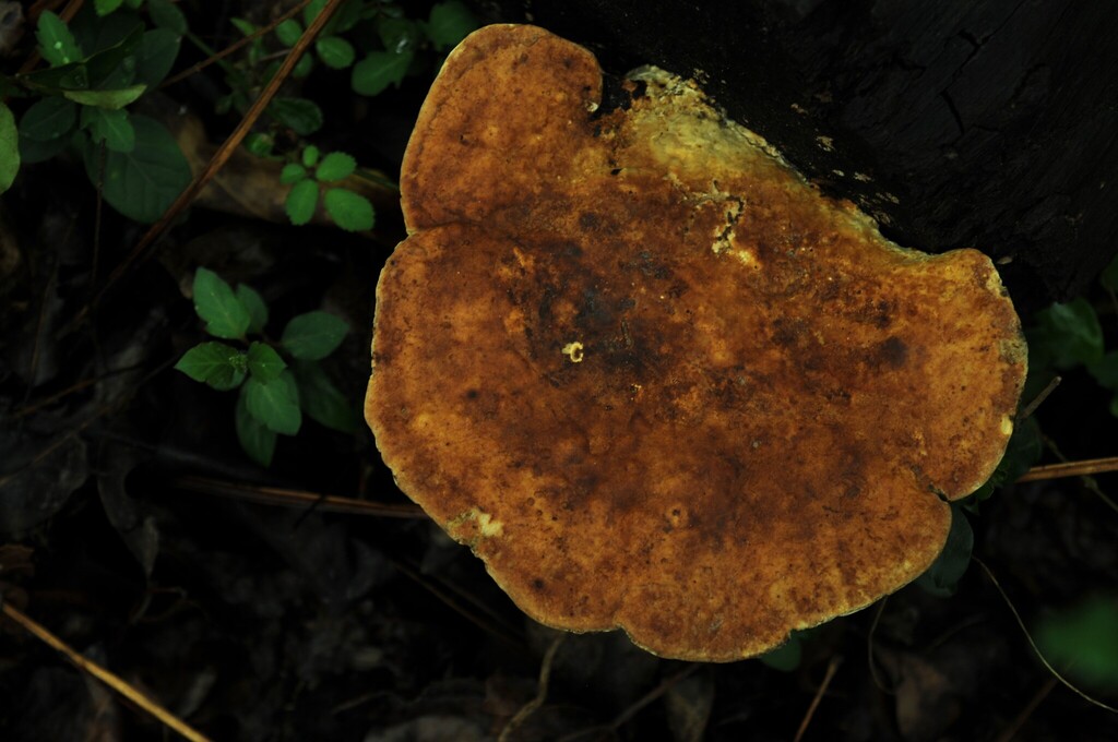 Trametes aesculi · February 2026 · photo: © merkertgrace (iNaturalist, cc-by)