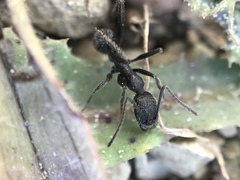 Aphaenogaster senilis