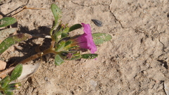 Nama hispida spathulata