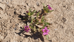 Nama hispida spathulata