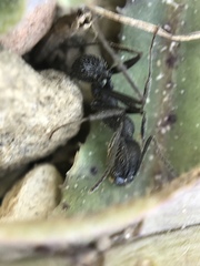 Aphaenogaster senilis