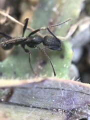 Aphaenogaster senilis