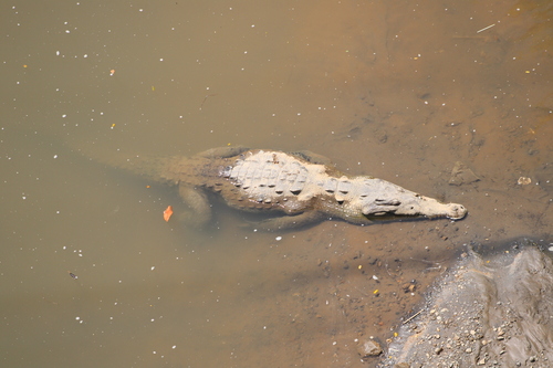 American crocodile