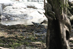 Iguanidae