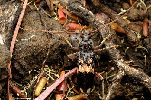 Common Eucalyptus Longhorn photo 3
