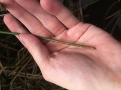Eleocharis cellulosa