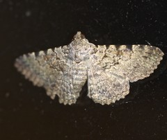 Polydesma boarmoides