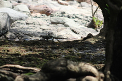 Iguanidae
