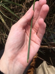 Eleocharis cellulosa