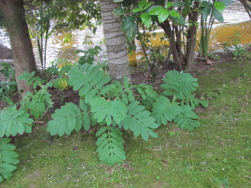 Melianthus major iNat (3)
