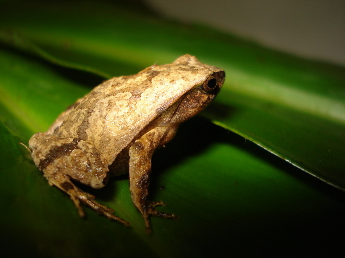 Sorocaba Dwarf Frog