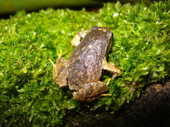 Sorocaba Dwarf Frog photo 2