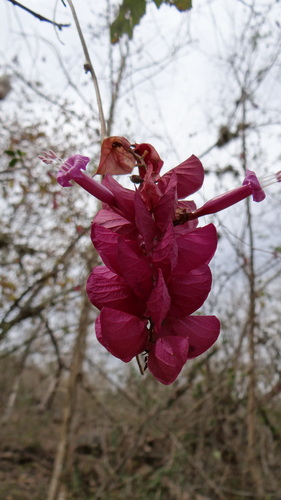 Ipomoea bracteata