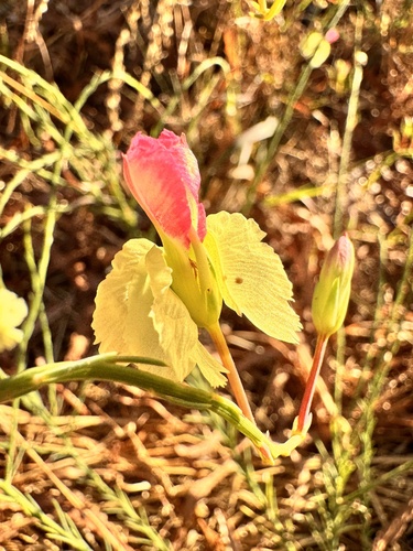 yellow leschenaultia (Leschenaultia linarioides)