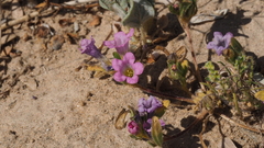 Nama hispida spathulata