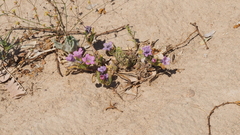 Nama hispida spathulata