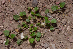 Malvella leprosa