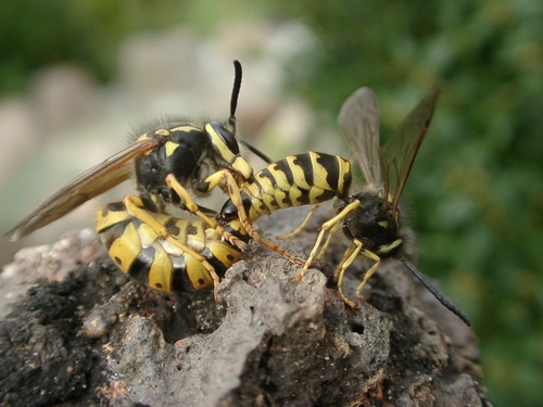 German yellowjacket