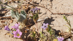 Nama hispida spathulata