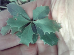 Berberis glaucocarpa