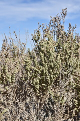Atriplex julacea