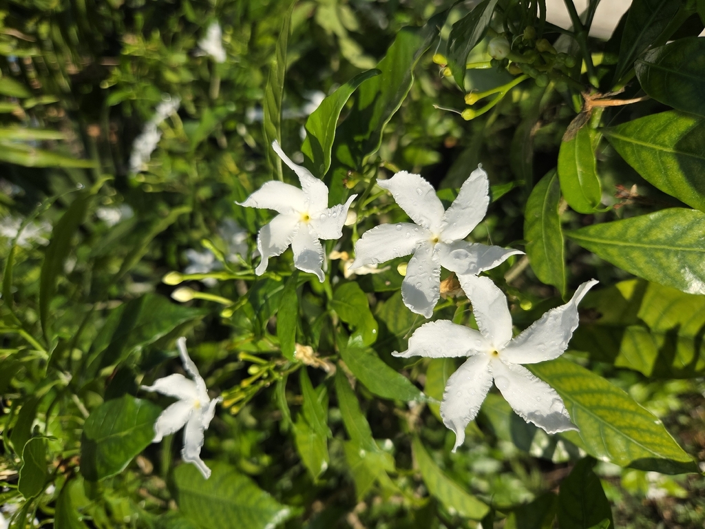 Tabernaemontana divaricata – Tabernaemontana divaricata