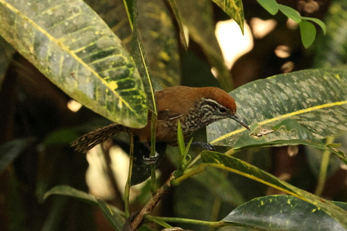 Spot-breasted Wren (Pheugopedius maculipectus), photo 3