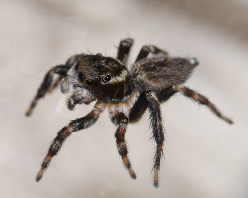 White Banded House Jumper, photo 4 of 10