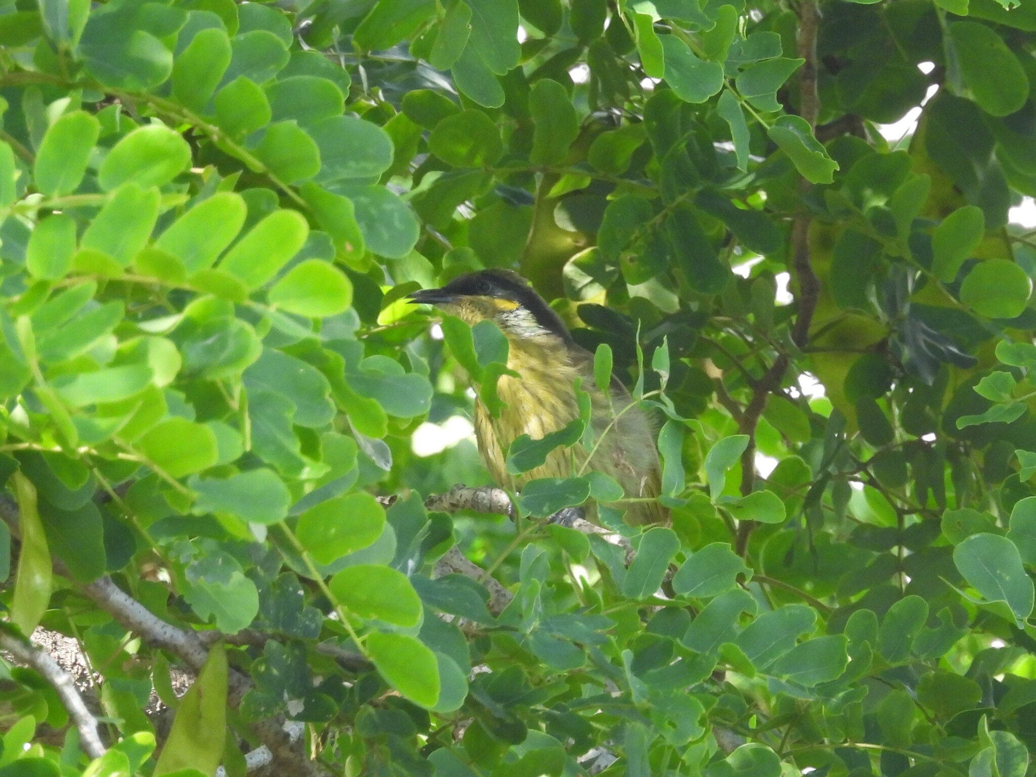 Varied Honeyeater (Gavicalis versicolor), photo 4
