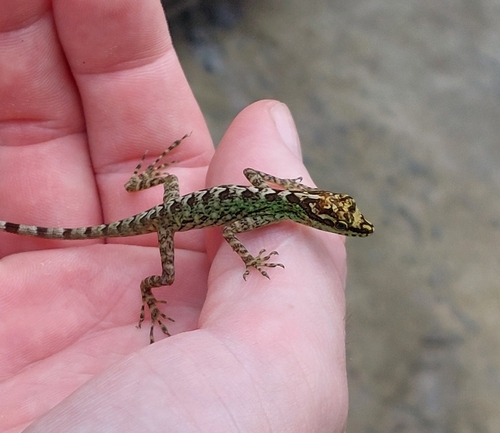 Chimbo Anole, Anolis peraccae