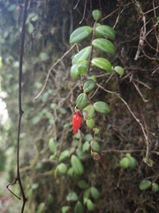 Sarmienta scandens, photograph (c) Salvador Camaño, some rights reserved (CC BY)