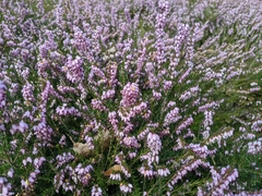 Calluna