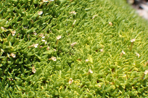 Knawel (Scleranthus biflorus)