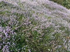 Calluna