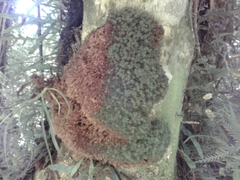 Leptostomum macrocarpum