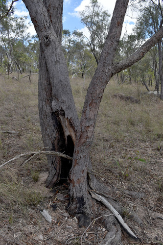 Eucalyptus lockyeri Blaxell & K.D.Hill 3