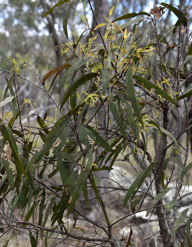 Eucalyptus lockyeri Blaxell & K.D.Hill 2