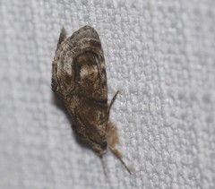 Zalissa catocalina