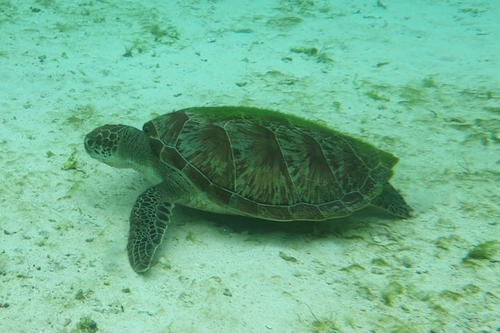 Chelonia mydas