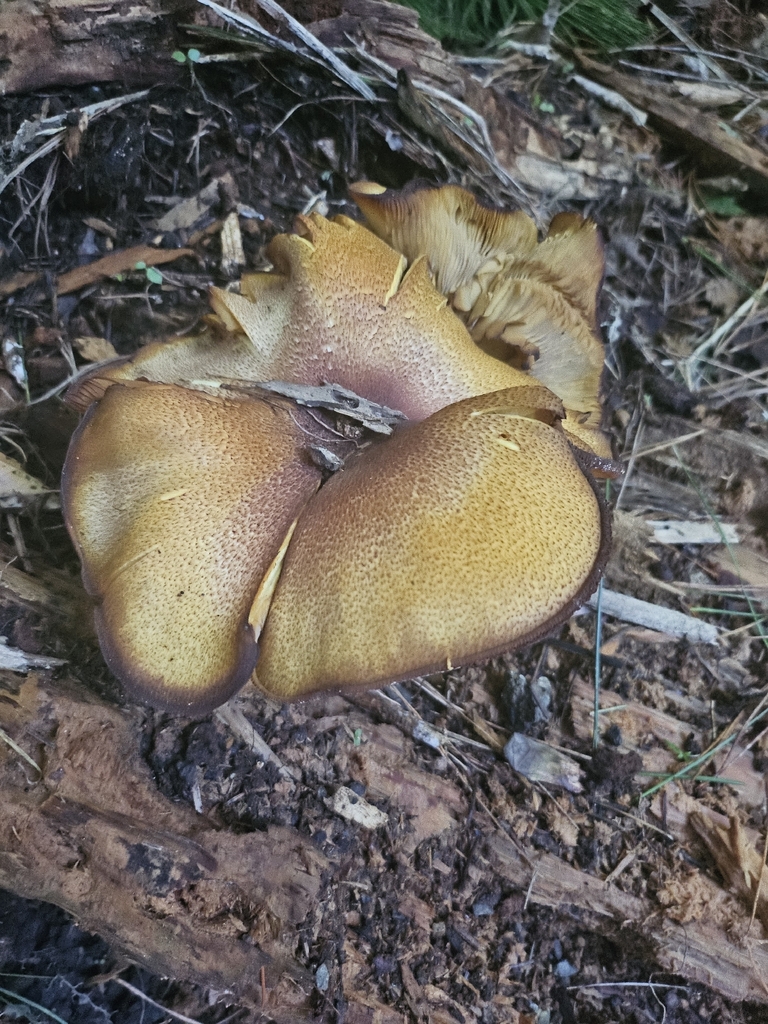 Tricholomopsis ornaticeps · February 2026 · photo: © bigealien (iNaturalist, cc-by)
